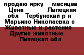 продаю ярку 10 месяцев › Цена ­ 4 000 - Липецкая обл., Тербунский р-н, Марьино-Николаевка с. Животные и растения » Другие животные   . Липецкая обл.